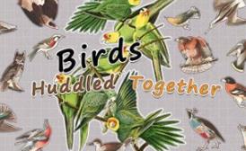 挤在一起的鸟鸟/Birds Huddled Together