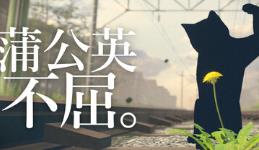 蒲公英不屈。/The Dandelion Endures.
